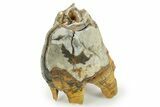 Fossil Woolly Rhino (Coelodonta) Tooth - Siberia #380745-1